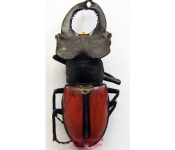 Lucanus laetus