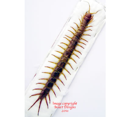 Scolopendra